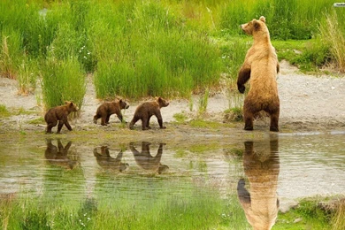 Bear Family Wallpapers HD 3F9   Pretty Wallpapers HD