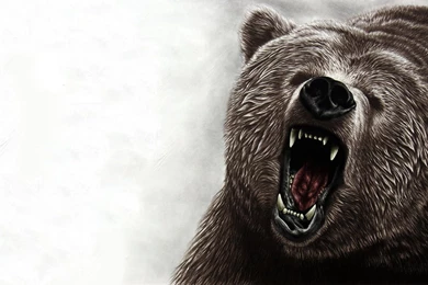 Angry Bear Wallpapers