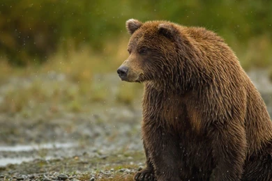 Download Wallpapers 2560x1440 Bear, Sitting, Thick Mac iMac 27 HD ...