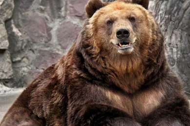 Bear Wallpapers For Android, iPhone And IPad