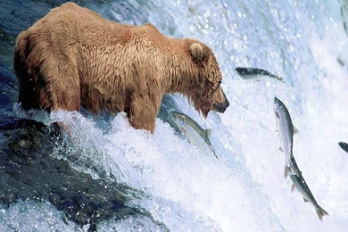 Grizzly Bear Wallpapers And Backgrounds   Animals Town