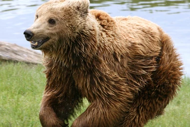 Bear Wallpapers   Bears! Wallpapers (31446774)   Fanpop