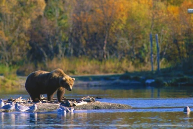 Staking His Claim, Brown Bear Wallpapers