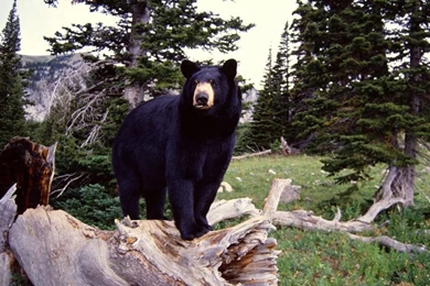 Free Black Bear Wallpapers