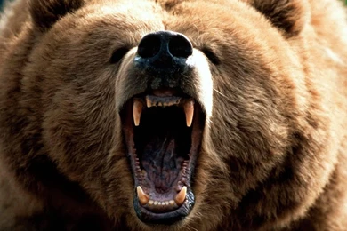 Animals Bear Angry Brown Bear (id: 180307) – BUZZERG