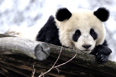 Panda Wallpapers Archives   HDWallSource.com   HDWallSource.com