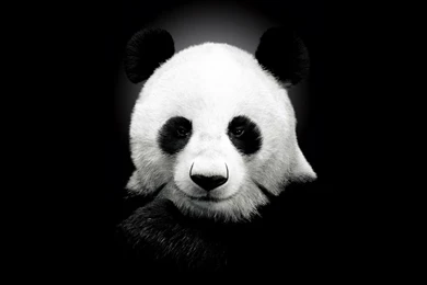 1920x1080 Panda Wallpapers