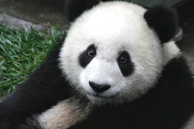 Panda Wallpapers And Backgrounds   Animals Town