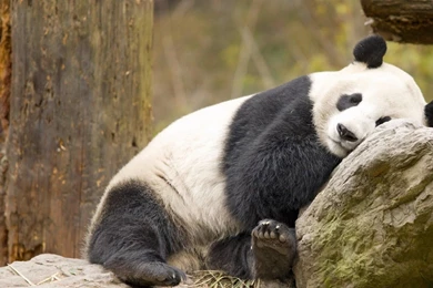 YouWall   Lazy Panda Wallpapers   Wallpaper,wallpapers,free ...
