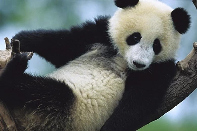 Panda Wallpapers For Android