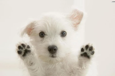 Puppy Wallpapers For Laptop GN6   Pretty Wallpapers HD