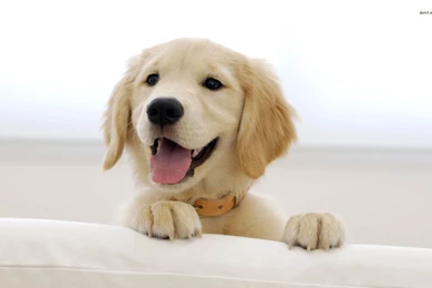 Golden Retriever Puppy Wallpapers Animal Wallpapers 7068 ...