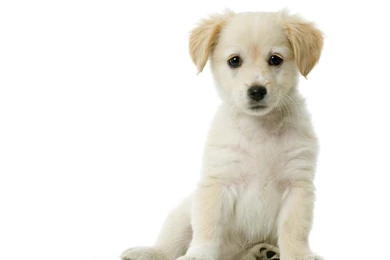 Puppy Wallpapers HD Download