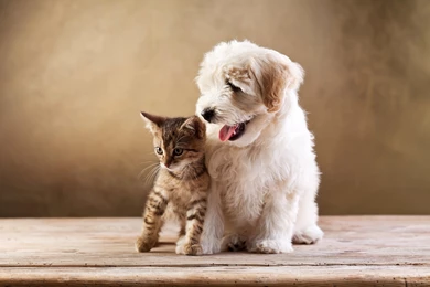Kitten And Puppy Wallpapers Widescreen