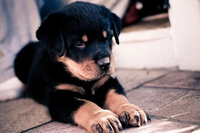 Puppy Wallpaper Backgrounds