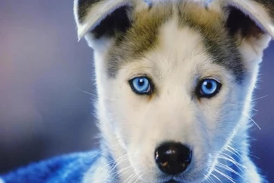 Desktop Wallpapers · Gallery · HD Notebook · Frugal Puppy Netbook ...