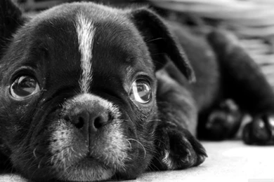Black_french_bulldog_puppy wallpaper 1366x768.jpg