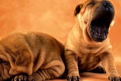 Desktop puppy background pics download.jpg