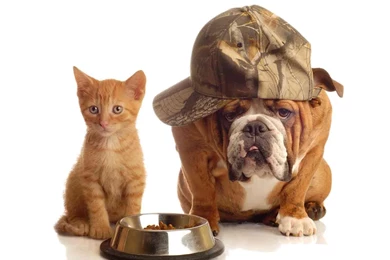 Kitten And Puppy Backgrounds Wallpapers Kitten And Puppy ...