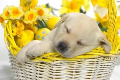 Cute Puppy Computer Wallpapers AC4 Pretty Wallpapers HD