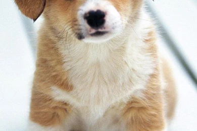 Cute Baby Puppy Wallpapers