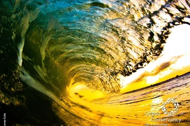 Ocean Conservancy: Desktop Wallpapers