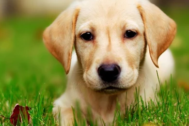 Cute Puppy Wallpapers Download Wallpapers Nature Free   PowerballForLife