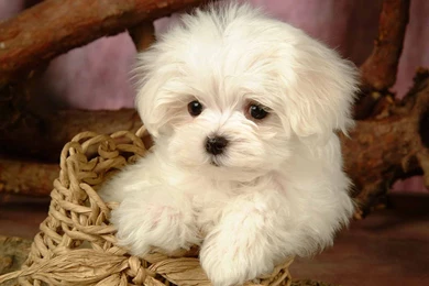 Little Cute Puppy Wallpapers 1280x1024PX Cute Puppy Wallpapers ...