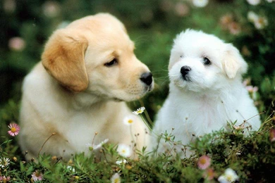Funny Puppy Wallpapers