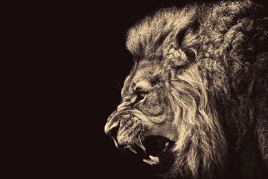 Lion wallpaper 06.jpg