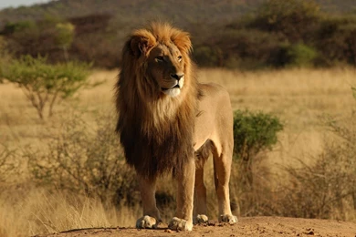 Lion Wallpapers For PC Desktop