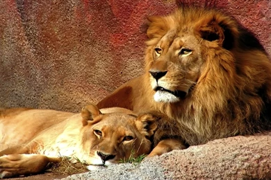 Lion Computer Wallpapers, Desktop Backgrounds