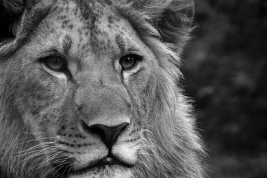 Lion Computer Wallpapers, Desktop Backgrounds