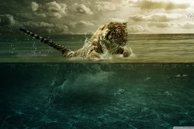 Tiger Playing In Water HD Desktop Wallpapers : High Definition ...