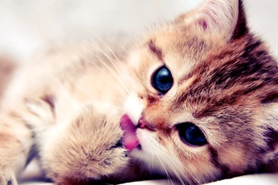 Cute Kitten Backgrounds