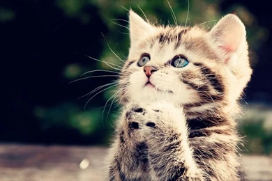 Kitten Desktop Wallpapers P : Animal House