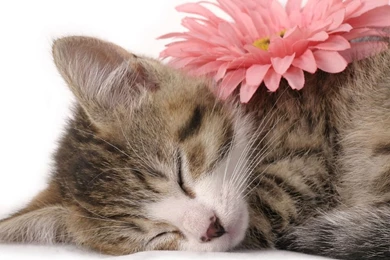 Desktop Backgrounds Free Kitten 1366x768 Pixel 805 Kb Jpg ...