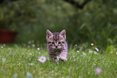 Kitten Wallpapers 2943x1917   (