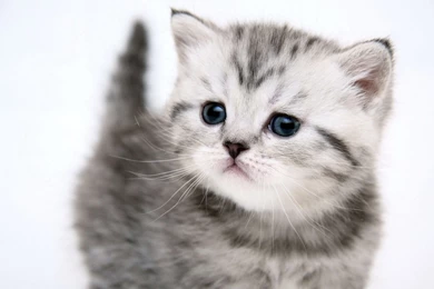 Cute Kitten Wallpapers And Images   Wallpapers, Pictures, Photos