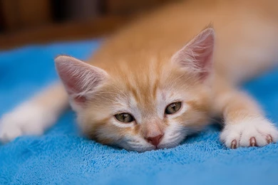 Funny Kitten Desktop Backgrounds Www Wallpapers Free Download Com ...