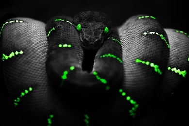 Razer Snake Wallpapers