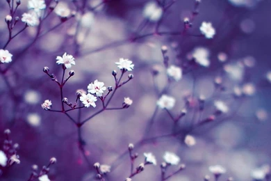 Nature Flowers Macro Mac Wallpapers Download