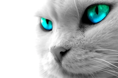 Animal Wallpaper Backgrounds For Desktop   HD Wide Wallpapers