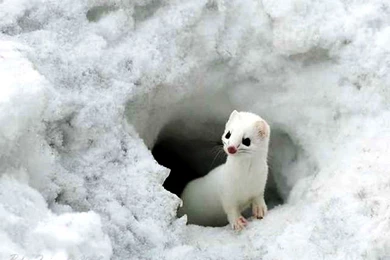 Animated Animal HD Wallpapers