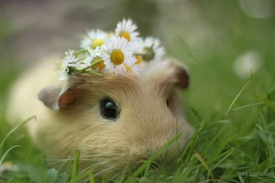 Cute Animal Backgrounds Wallpapers