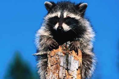 Raccoon Backgrounds Wallpapers Animal Backgrounds