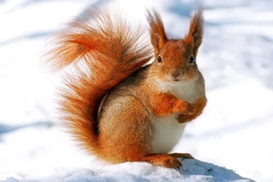 Winter Animal Wallpaper Backgrounds 3812   HD Wallpapers Site