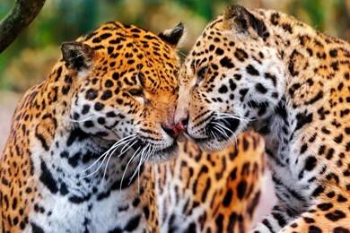 Wild Animal: Amazing HD Wallpapers Of Wild Animal: HD Art Wallpapers