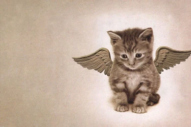 Cat Wallpapers Cats Wallpapers 636603 Fanpop   PowerballForLife