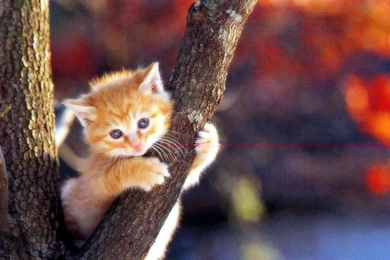 Cat Wallpapers – Cats Wallpapers (9901711) – Fanpop